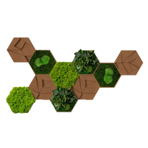 Style Green Cork Hexagon Preserved Moss Pack of 10