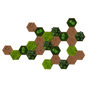 Style Green Cork Hexagon Preserved Moss Pack of 25