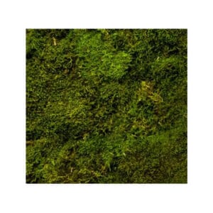 Flat Moss Preserved Moss Wall