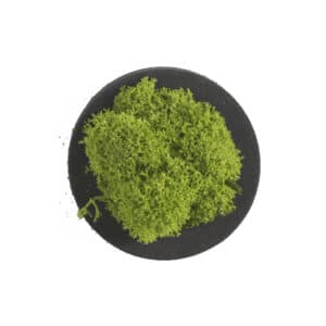 Style Green Reindeer Moss Point Symbol Preserved Moss Picture