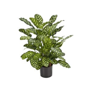 Calathea Artificial Plants 78cm